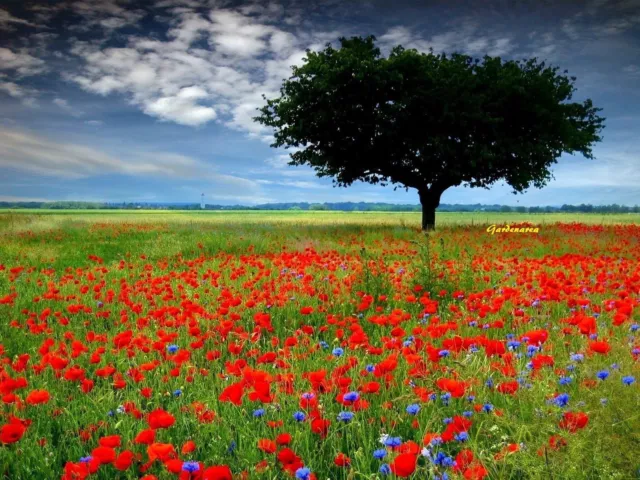 10000 Graines Coquelicot Rouge 'Papaver rhoeas' Flanders poppy seeds