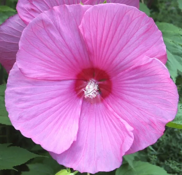PINK CLOUDS Hardy Hibiscus -- Plant in 4.5" pot