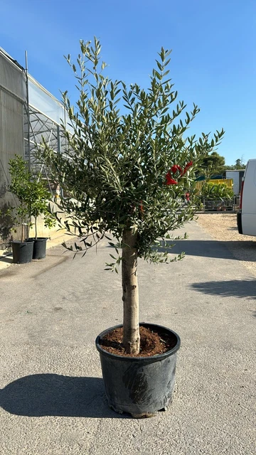 Pianta Di Olivo Arbosana In Vaso Diametro 18 – Vivaio Garden Forest - Foto 10