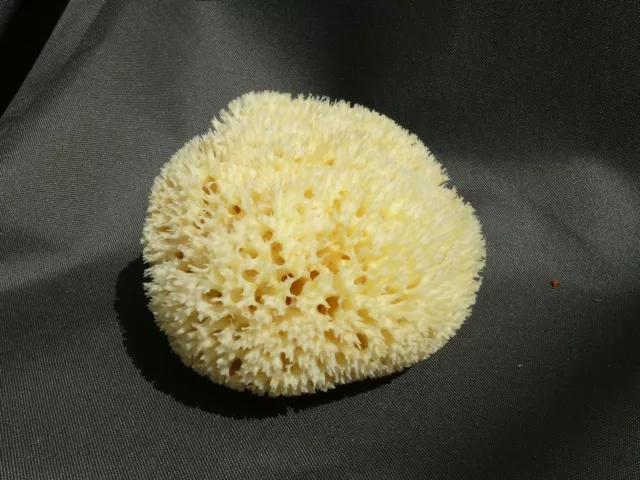 Natural Sea Sponge  x Large 15cm  GREEK  super BATH lux