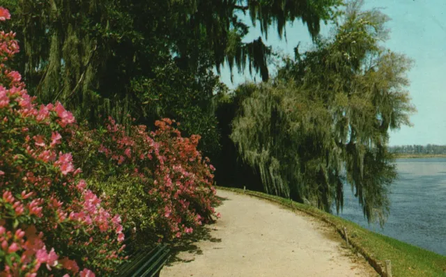 Charleston South Carolina, Magnolia Garden, Azalea Flowers, Vintage Postcard