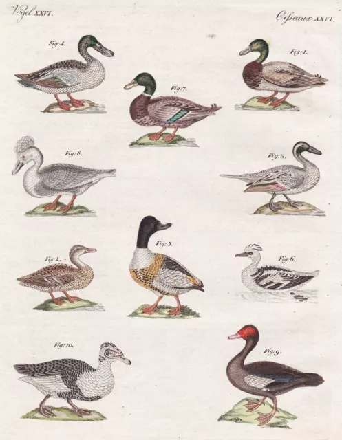 Löffelente shoveler Ente Enten duck ducks Vögel birds Kupferstich Bertuch 1796