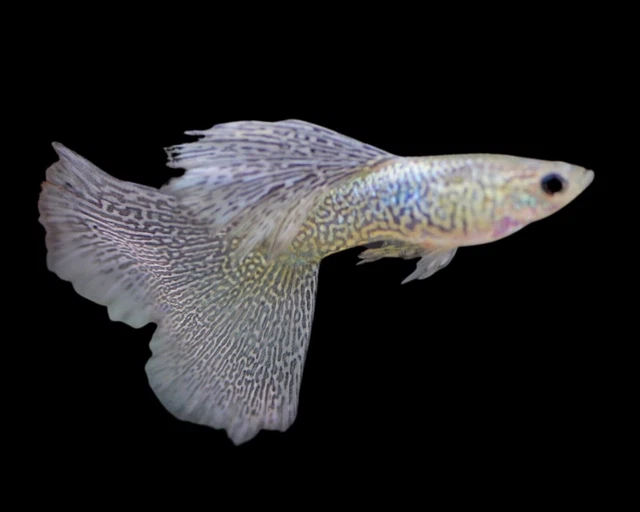1 Pair Live Guppy Fish - Silver Lace Guppy Taiwan - GSL3