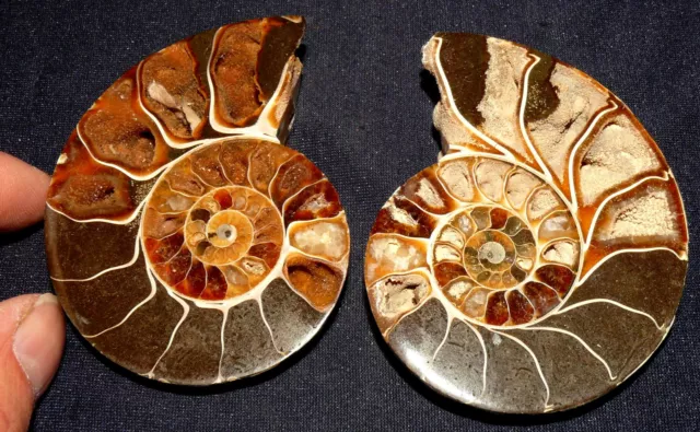 Zwei schöne Hälften, Ammonit, 255,4g 86x68x21mm, Madagaskar