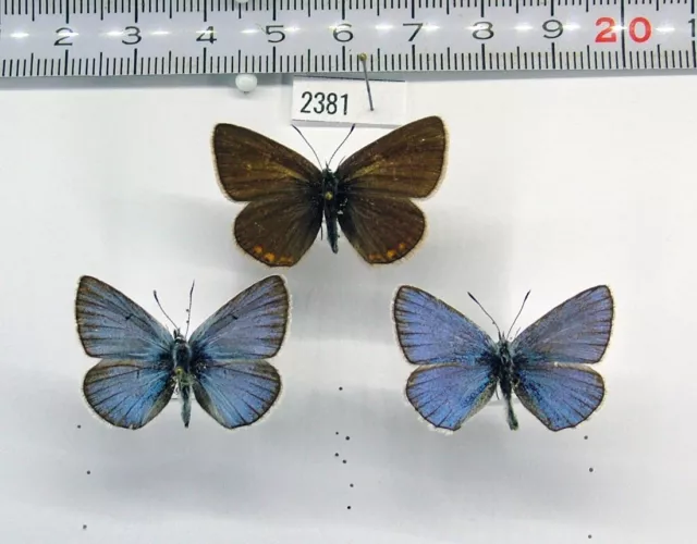 Lycaenidae Polyommatus (Plebicula) amandus 2381 Pair + male