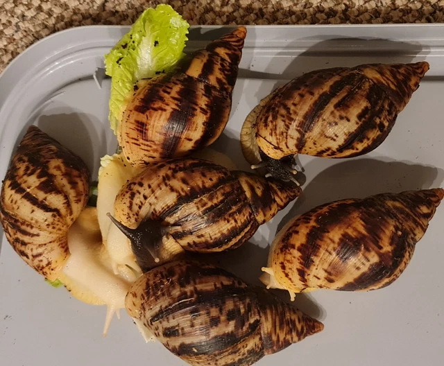 Liss Achatina Reticulata Giant African Land Snail X1 Dark Imperfect Shell 10cm