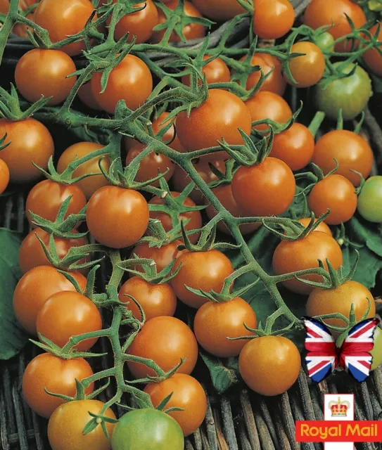 Tomato 15 Seeds “ Sungold F1 “ Cherry Orange Yellow Sweet Early No Gmo