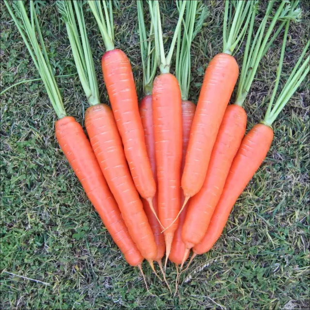 Carrot Nantes  Early Finger Carrot Sweet And Juicy Bumper Seed Deal 10000+ Seeds