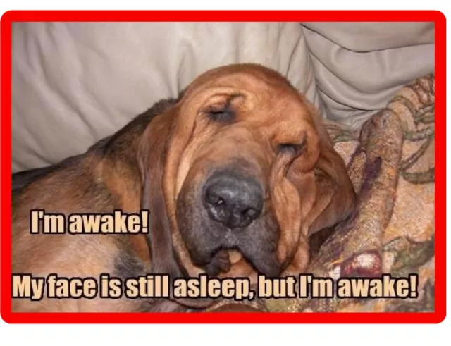 Funny Bloodhound Dog Awake  Refrigerator / Tool Box Magnet Gift Card Insert