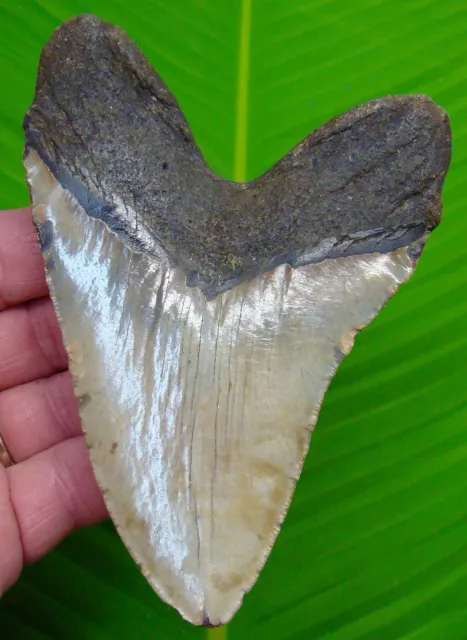 Megalodon Shark Tooth  - 5 & 1/4  Big & Natural - Real Fossil Megladone