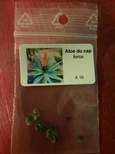 Graines de Aloe du cap Ferox , aloe rouge ,aloe seeds - semillas