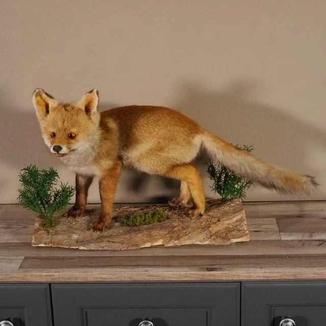 Joven fuchs En Tensión Ancho 61 CM Preparado Zorro Rojo Jungfuchs Preparado