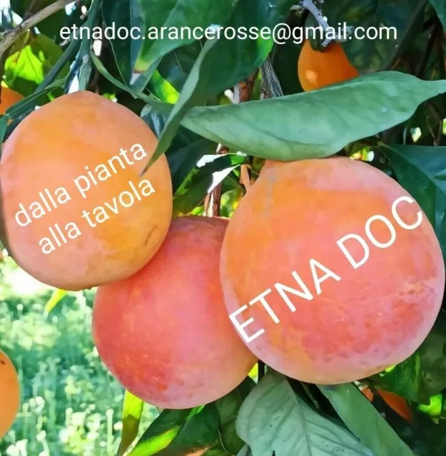 ARANCE ROSSE TAROCCO Etna Sicilia 19 kg netti bio da spremuta marmellata .