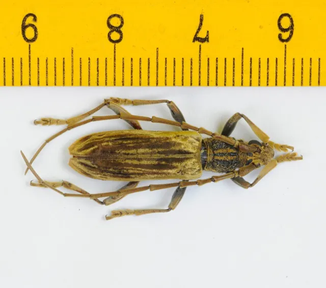 CERAMBYCIDAE - Long Horn Beetle - Cerambycidae sp - Very Rare - Malaysia - 9005