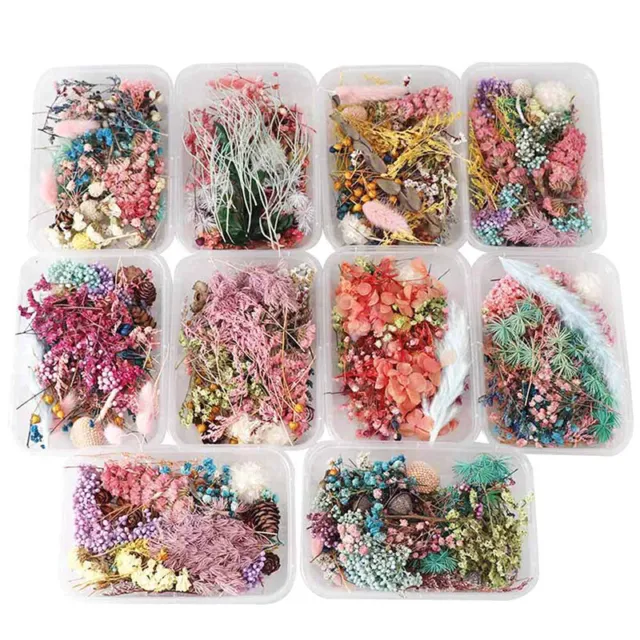 Dried Flowers Natural Floral Art Craft Scrapbooking Resin Jewelry Making mo,y Sp