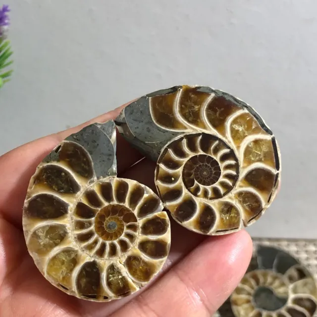 1 pair of Split Ammonite crystal Specimen Shell Healing Madagascar 41g c449