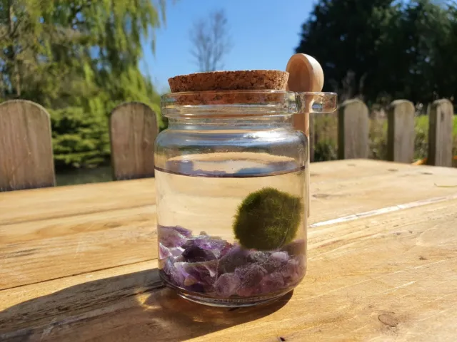 Marimo Moss Ball Pet & AMETHYST Mossarium REAL Desk Plant Gemstone Terrarium