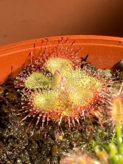 Drosera burmannii Sundew Seed x 250+ (Carnivorous plant)食虫植物 毛氈苔 2