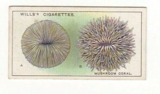 1928 Wills Wonders of the Sea #40. Mushroom Coral