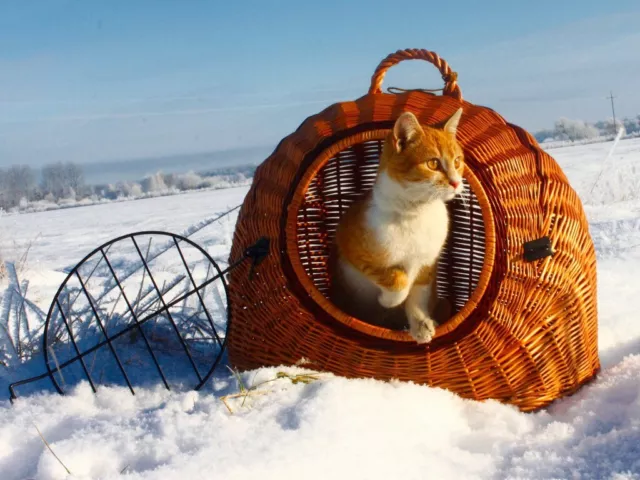 transportín de mascotas / transporte cesta de mimbre para gato o perros pequeños 50x40x45 cm