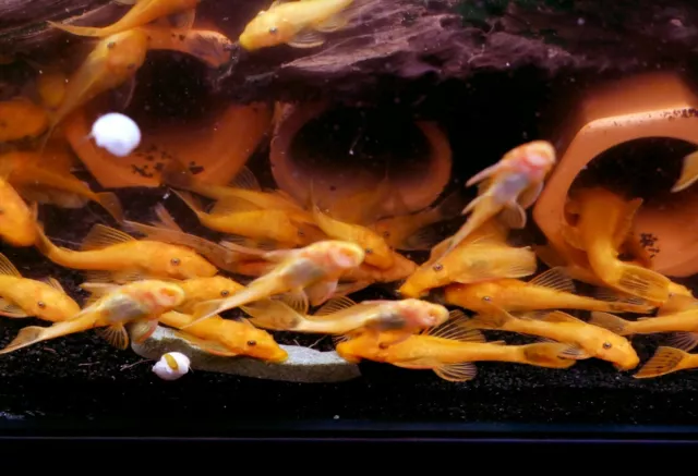 SUPER RED Bristlenose Pleco - 1.5" pack of 8 4