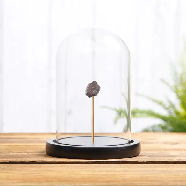 Chondrite Meteorite In Glass Dome With Wooden Base from North Africa