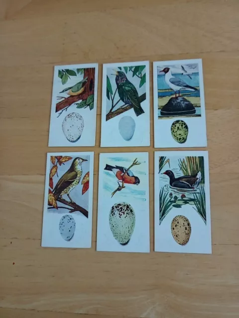 Full Set Lambert's Tea Cards Birds & Their Eggs