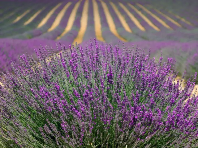 Lavender Seeds “True English” Approx 100 Seeds A Beautiful Garden Flower