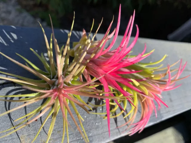 VERKAUF Tillandsia ionantha ""Rubra"" Pflanze. Luftanlage VERKAUF 3