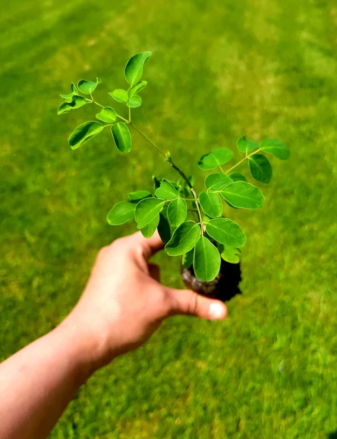 Moringa PKM-2 Seedlings Young Plant Seedlings In Coco Coir Pellets (2 Per Order)