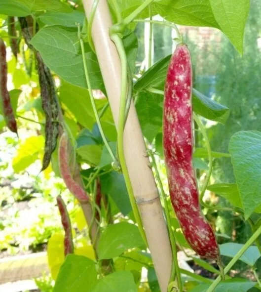 Climbing Borlotto Bean Lingua Di Fuoco 10 SEEDS. BUY 2 GET 1 FREE. Italian Veg