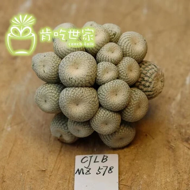 Boutique Cactus 6.0cm 20Heads Succulent Live Plant Epithelantha bokei WYSIWYG