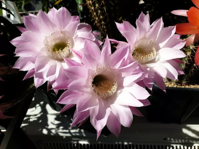 Cactus Echinopsis Schick Princess Anne Hybrid pianta