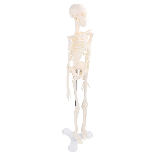 Modèle De Jouet Squelette Humain Mannequin Squelettique Mini-jouet Petit