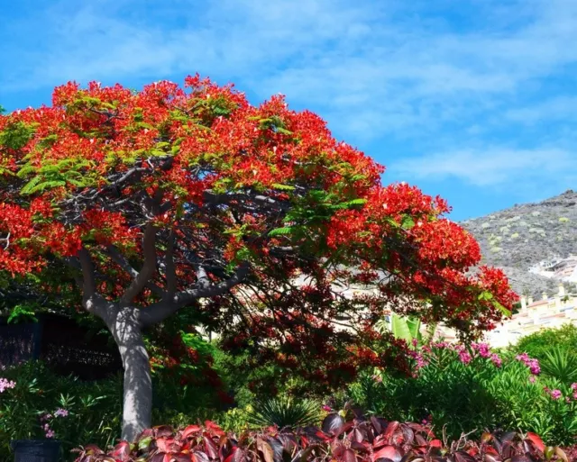 SAMEN Die wunderschönen Blüten des Feuerbaum-Delonix ziehen die Blicke auf sic