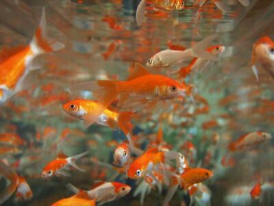 5+ Live Fish Goldfish (1.75”- 4”) GUARANTEE ALIVE (FREE Shipping)