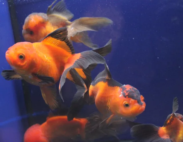Live Red and Black Oranda Medium Goldfish for fish tank, koi pond or aquarium 2