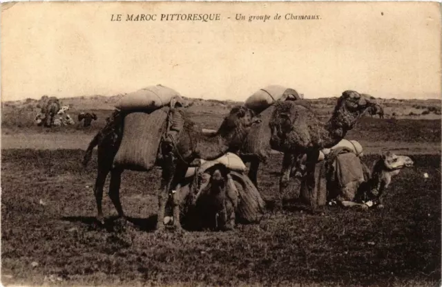 CPA AK The Picturesque Morocco A Group of Camels MOROCCO (688435)