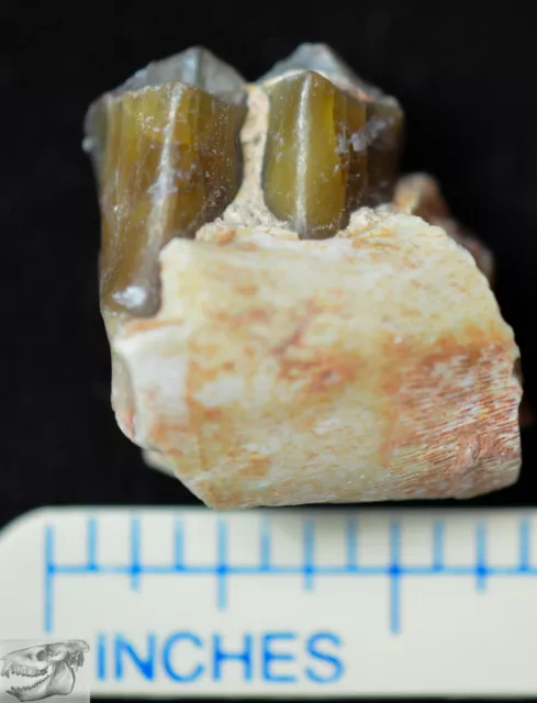 Camel Lower Tooth, Poebrotherium Fossil, Badlands South Dakota, Oligocene, P374