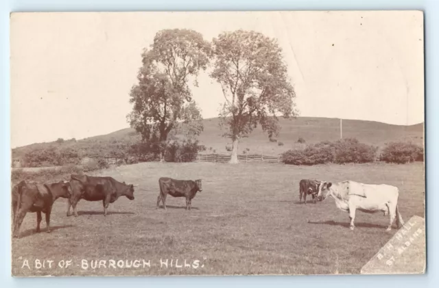 POSTCARD Burrough on the Hill nr Melton Mowbray cows/cattle in field, real photo