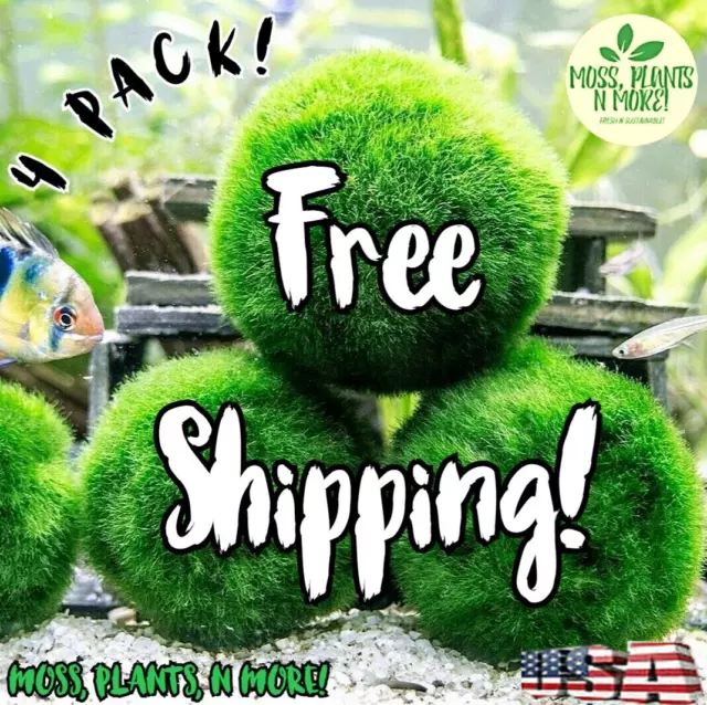 1-10pcs Marimo Moss Ball Cladophora Aquarium Plant Fish Aquarium Deco Algae