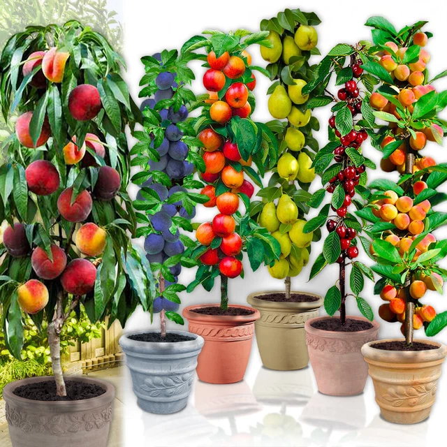 Miniatures : Heki 1950 - 10 arbres fruitiers 8 - 12 cm
