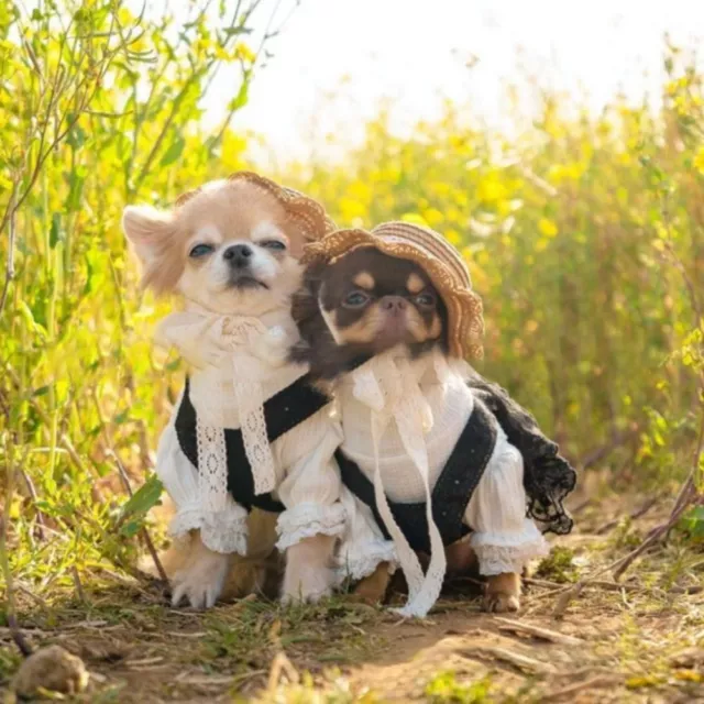 for Photography Adjustable Dog Headdress Pet Accessories Dog Cap Cat Sun Hat