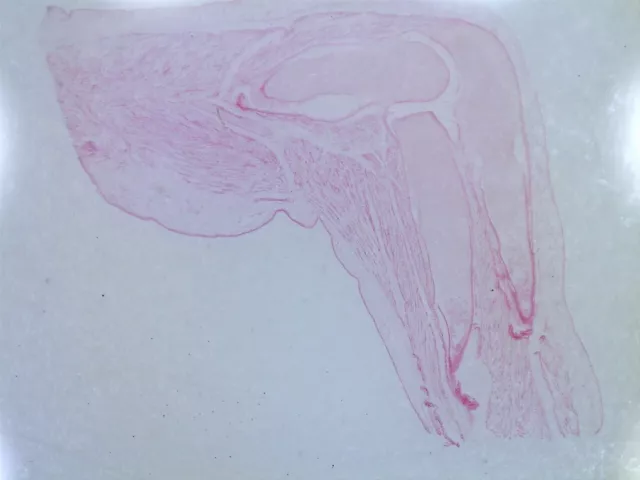 Antique Bausch & Lomb Microscope Slide Human Embryo Leg at 52 Days