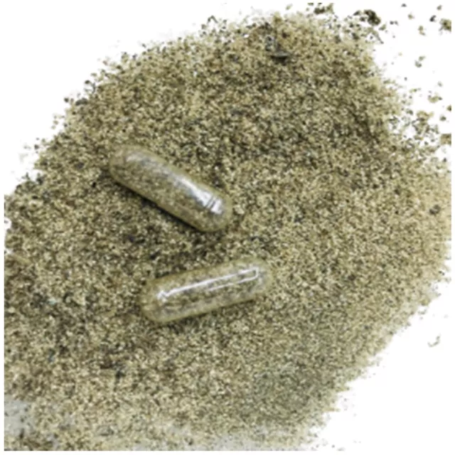 Fish Food Betta Live MOINA MACROCOPA CYSTS EGGS Natural Feed Guppy Discus 5 Caps