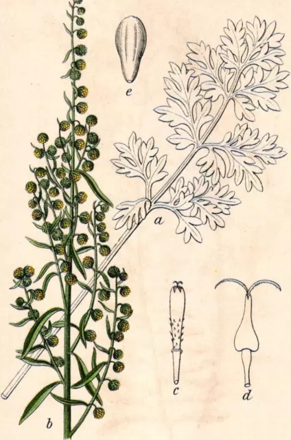 "1. Página: ajenjo real, Artemisia absinthium; con 4 dibujos detallados; espalda