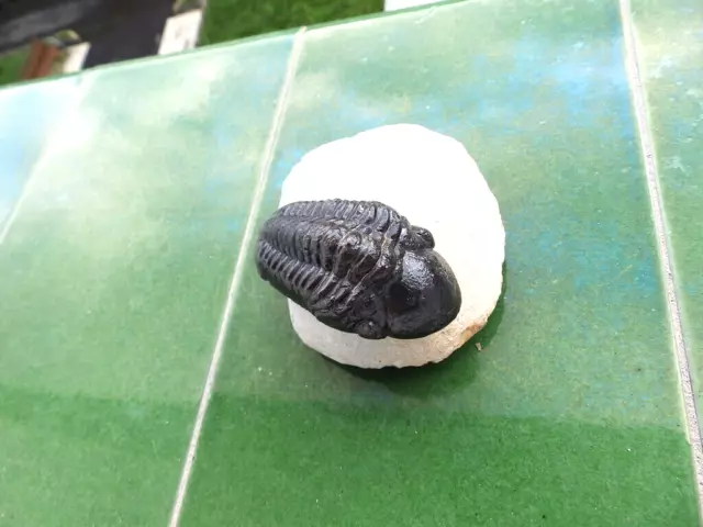 Fosiles Trilobites " Excelente Trilobite Reedops De Alnif(Marruecos) - 12A22 "