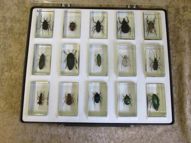 15 REAL TAXIDERMY Insects in resin/glass blocks & display case ...