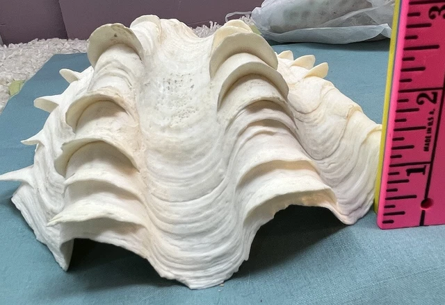 Collectible Ruffled Clam Shell Tridacna Squamosa Shabby Chic Home Bathroom Decor