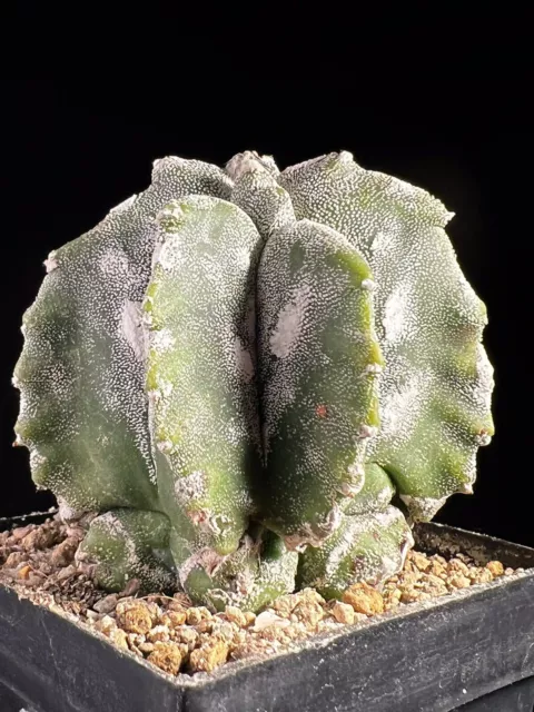 Astrophytum myriostigma cv Hana Kikko noi/le nostre radici